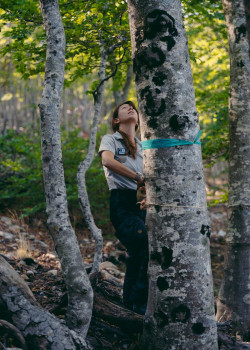 Diane Sorel: Der Wald von Massane in den Pyrenäen